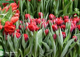 Tulipa Red Princess (2)